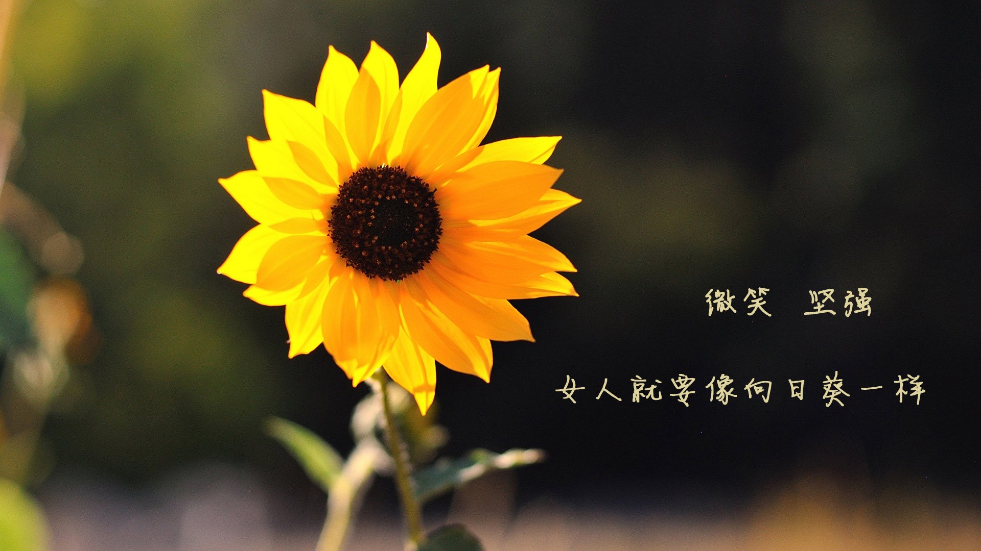 国足对阵西亚球队表现汇总分析,国足出征西亚名单