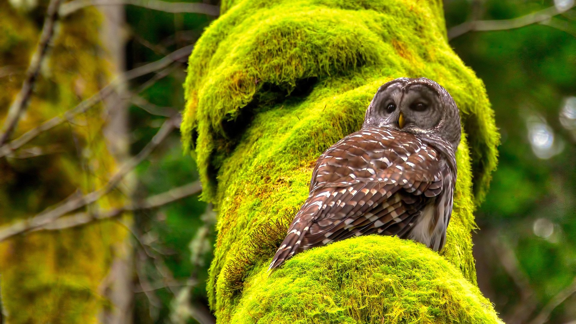 中国女篮加强对抗练习提升身体素质,中国女篮真棒