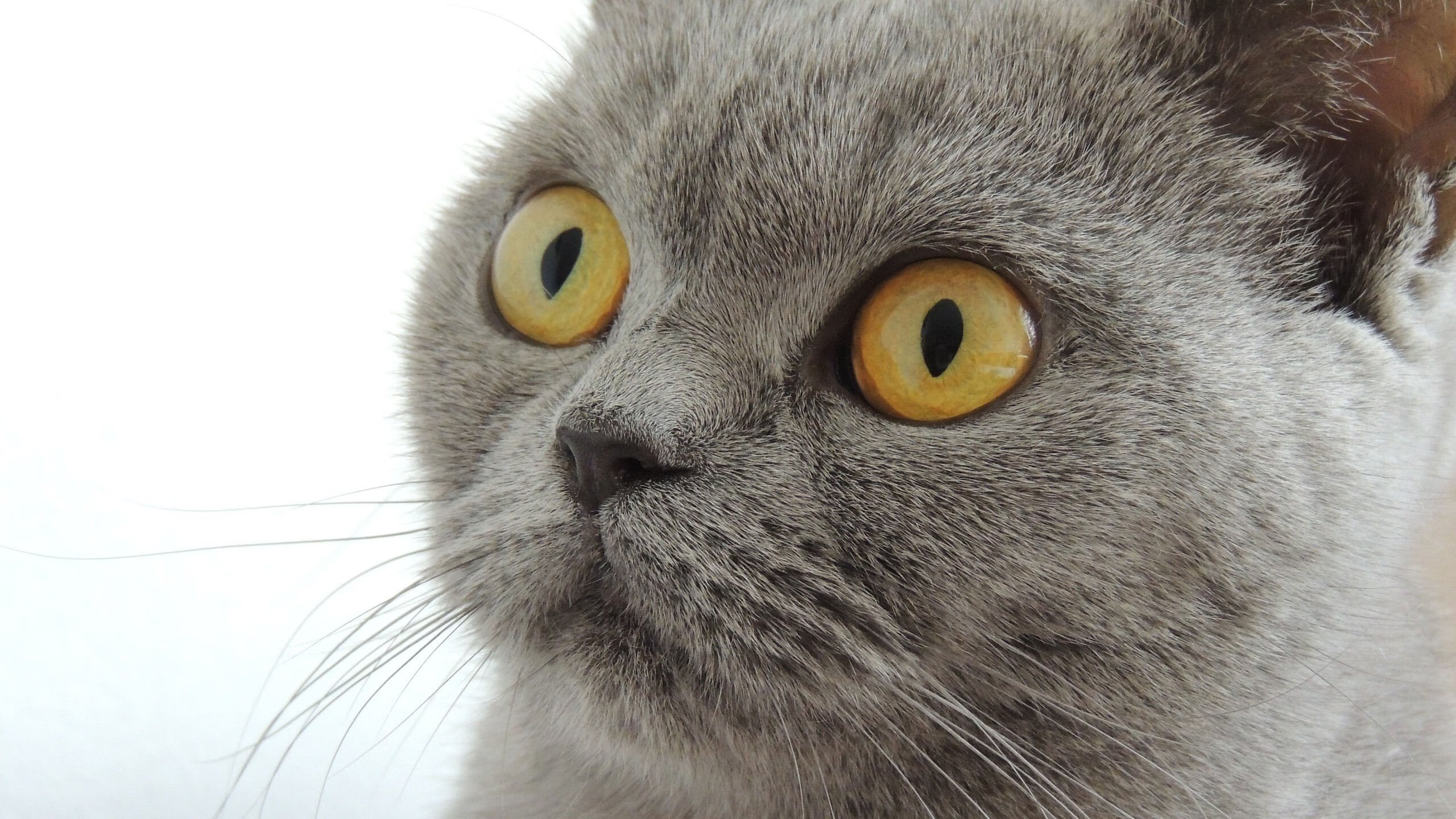 国际乒联混合团体世界杯:德国队如何根据赛制调整战略布局,乒乓球团体赛德国阵容