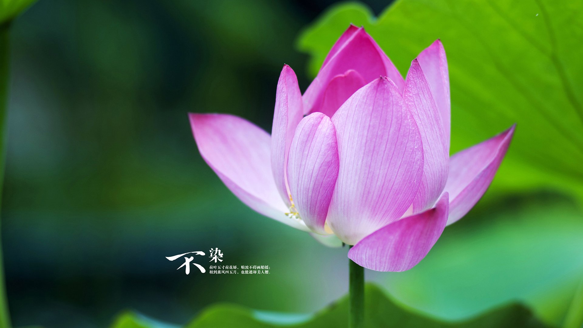 技术动作数据优化与选手表现提升,技术动作是指运动员完成某一动作时所采取的方法