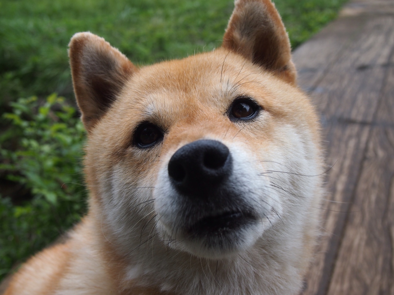 替补球员进球频率是否随赛季推进逐步升高,替补球员规则