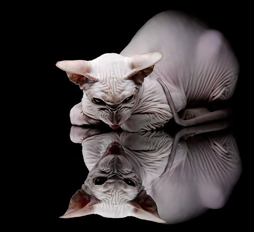 开云体育官网下载-篮球社会项目 Hoops For Green 激发社区环保创新，社区篮球运动