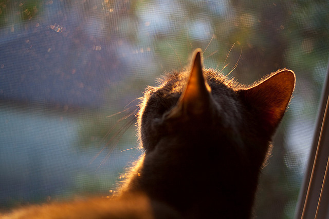 开云体育-仰泳冲刺荷兰女将保持领先，仰泳视频教练讲解