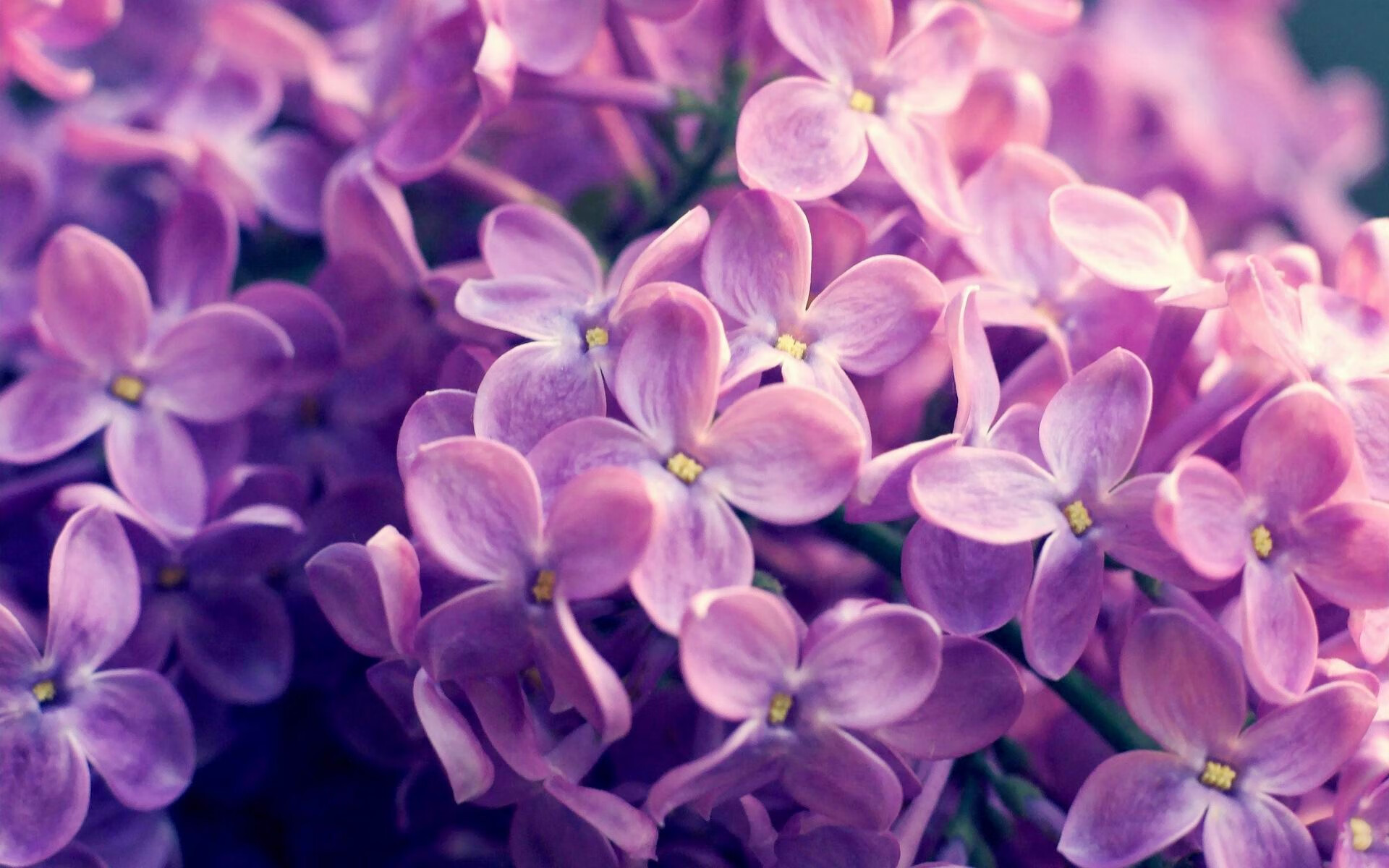 勇士新秀控卫季前赛表现亮眼,勇士新秀顺位