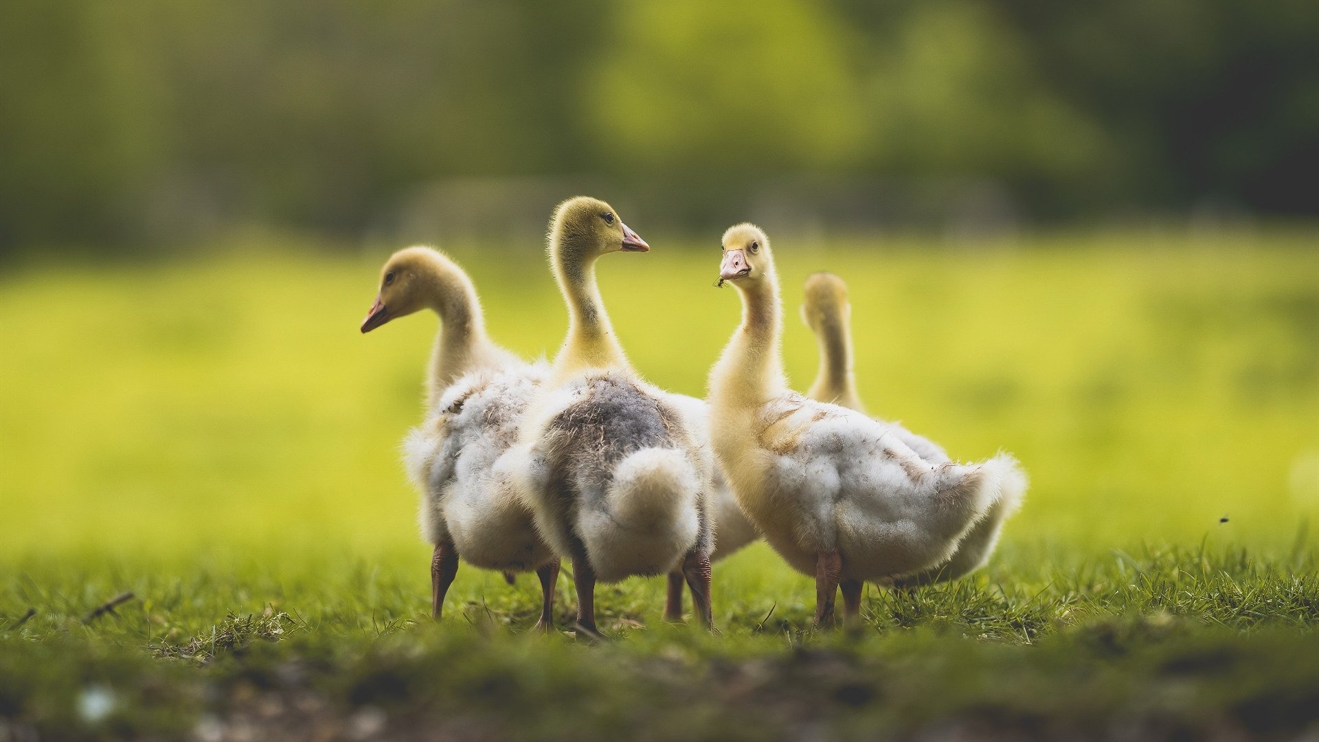 德甲节奏飙升:快攻快守,精彩不停!,快攻德玩法
