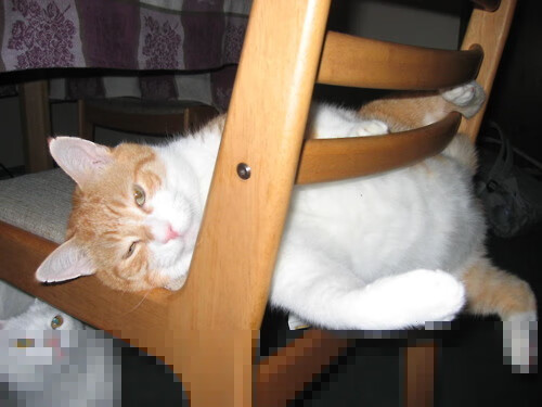 林丹接受公益节目访谈分享退役生活,林丹日常