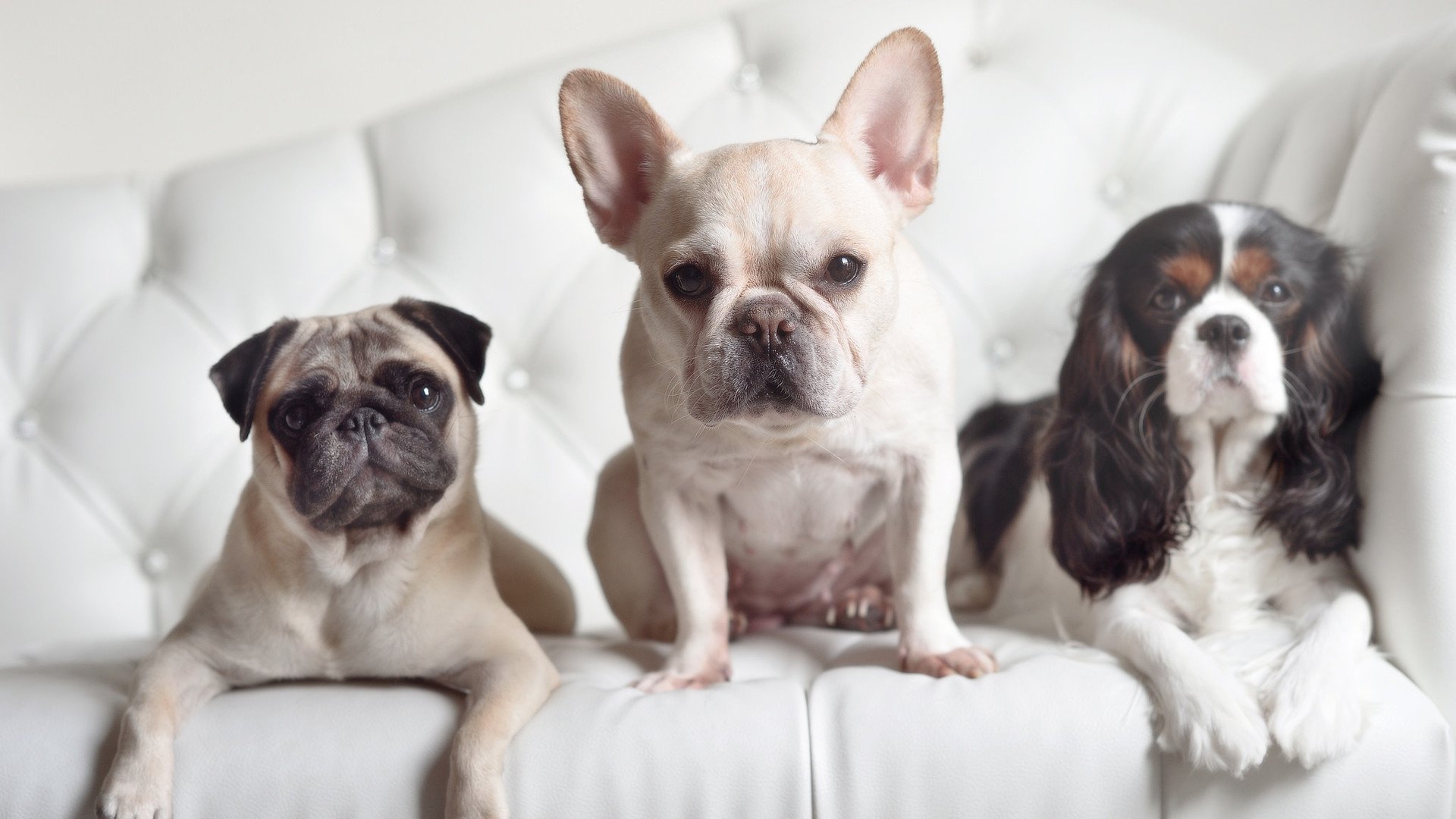 牙买加男篮在加勒比海区比赛中夺冠,体育产业繁荣发展,牙买加球队排名