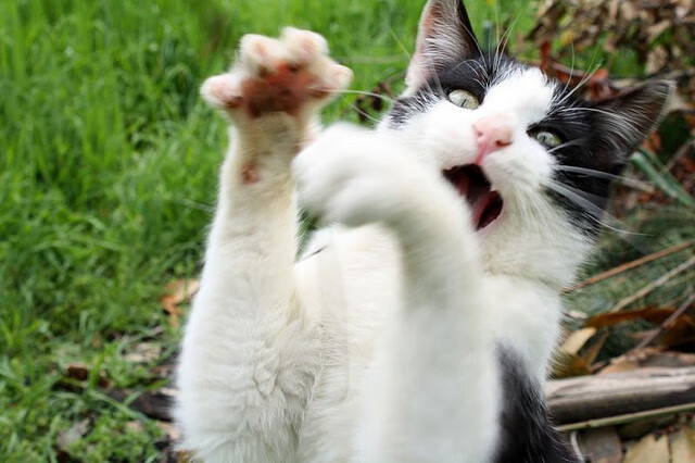 约翰·恩多耶-布鲁阿尔稳定发挥赢得满堂彩,多恩布什