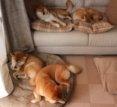 美洲杯激情燃烧:明星拼搏,为胜利而战!,美洲杯视频集锦