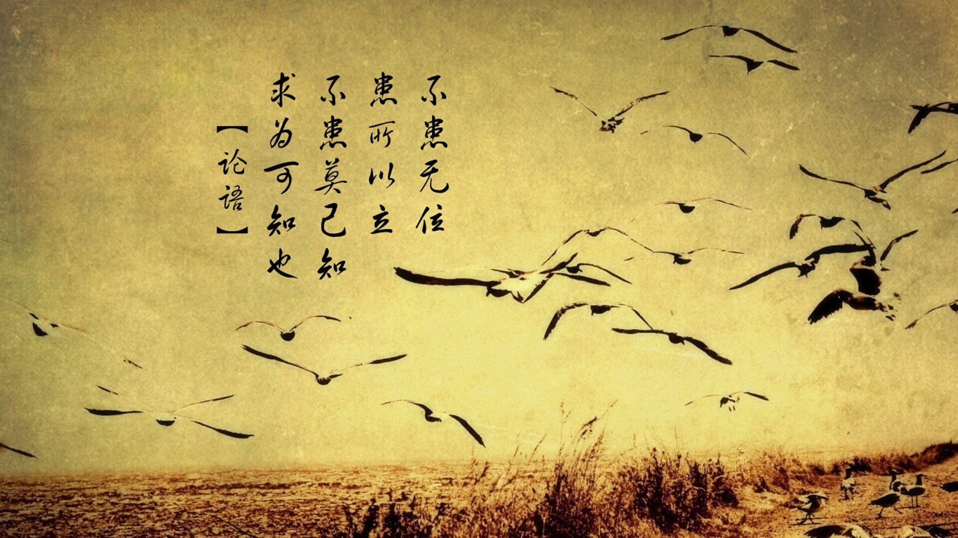 荷兰男子水球攻防节奏紧凑,荷兰女子水球世界排名