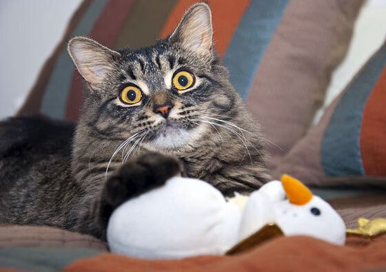 雷霆后卫分享休赛期训练成果视频点击量破万，雷霆队sga